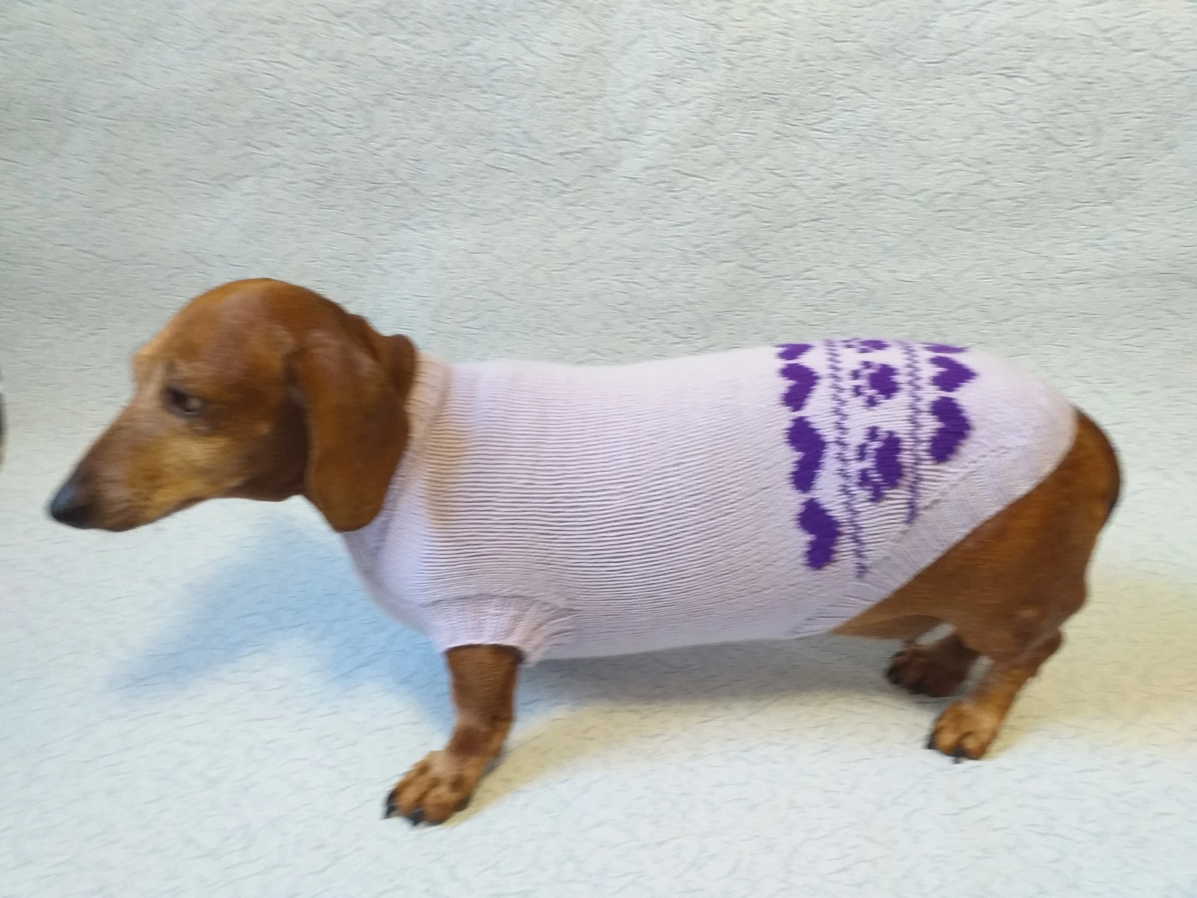 Lilac knitted sweater for dogs, clothes for dachshunds, sweater for dogs, clothes for dogs, sweater for small dogs, dachshund sweater