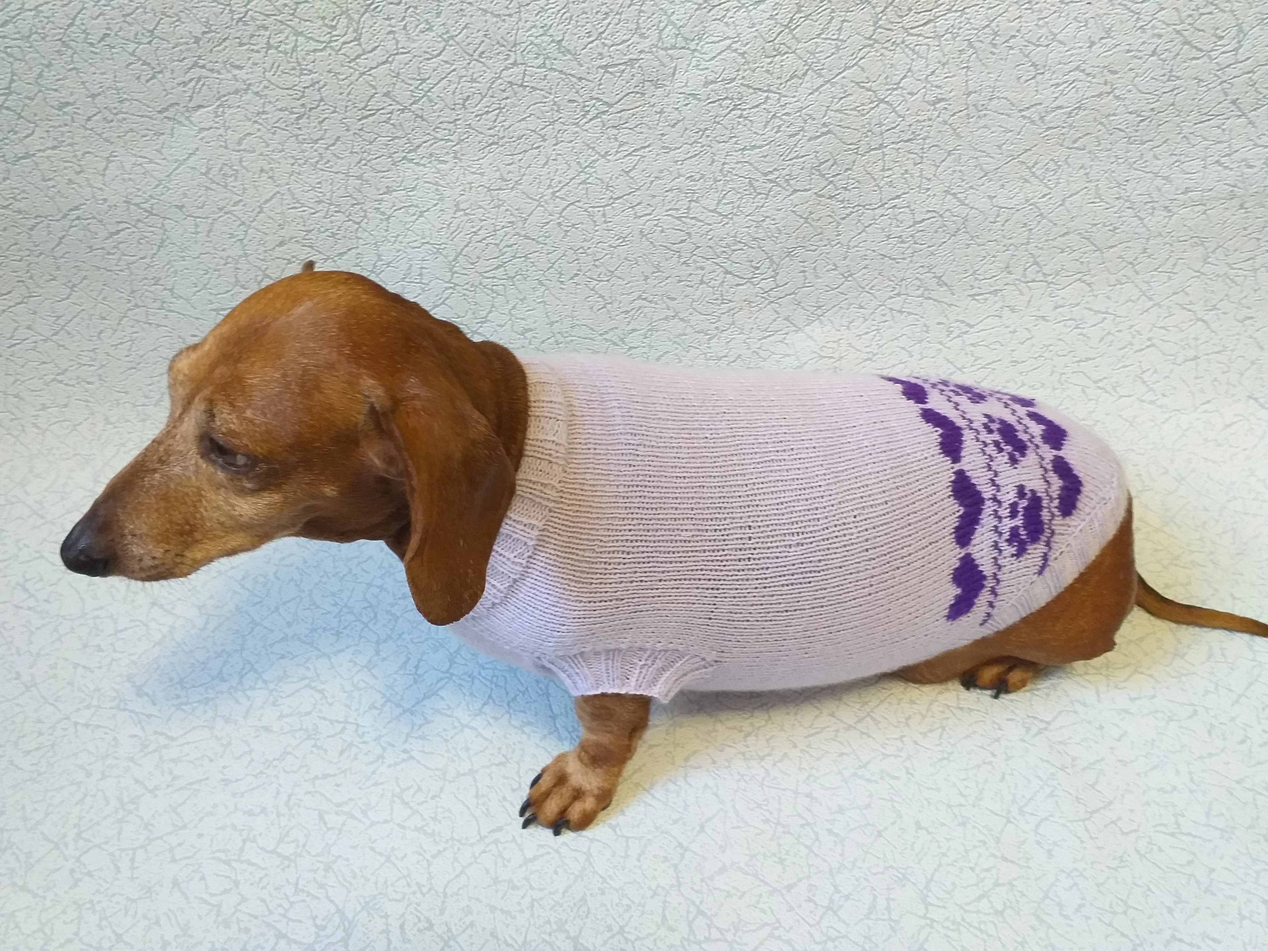 Lilac knitted sweater for dogs, clothes for dachshunds, sweater for dogs, clothes for dogs, sweater for small dogs, dachshund sweater